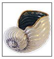 Shell ornament by Anne Blake